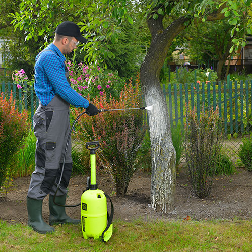 Ein Mann kalkt mit dem P12P Farbsprüher einen Baumstamm im Garten, professioneller Drucksprüher für den Stammschutz und die Pflege von Obstbäumen durch Kalkanstrich